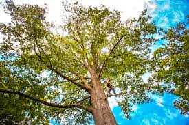 How Our Tree Care Process Works  in  Louisville, IL